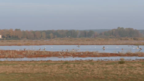 Schwarm-Gänse,-Die-Vor-Der-Burg-Fliegen