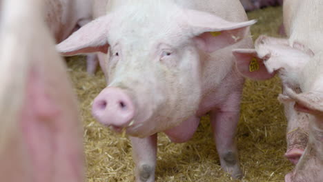 a group of large meat pigs standing together in pig stables sniffing in the air and at each other