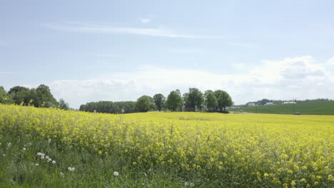 Aerial-drone-moving-shot-of-bright-yellow-canola-field-from-the-side