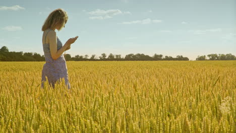 Female-agronomist-looking-wheat-ears.-Scientist-examining-wheat-harvest