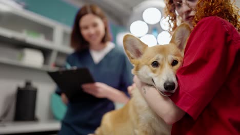 Close-up-of-a-girl-with-red-hair-in-a-red-t-shirt-petting-her-yellow-corgi-dog-in-the-veterinarian-office