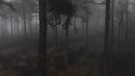 ascending aerial shot showing silhouette of wooden fir trees in deep forest