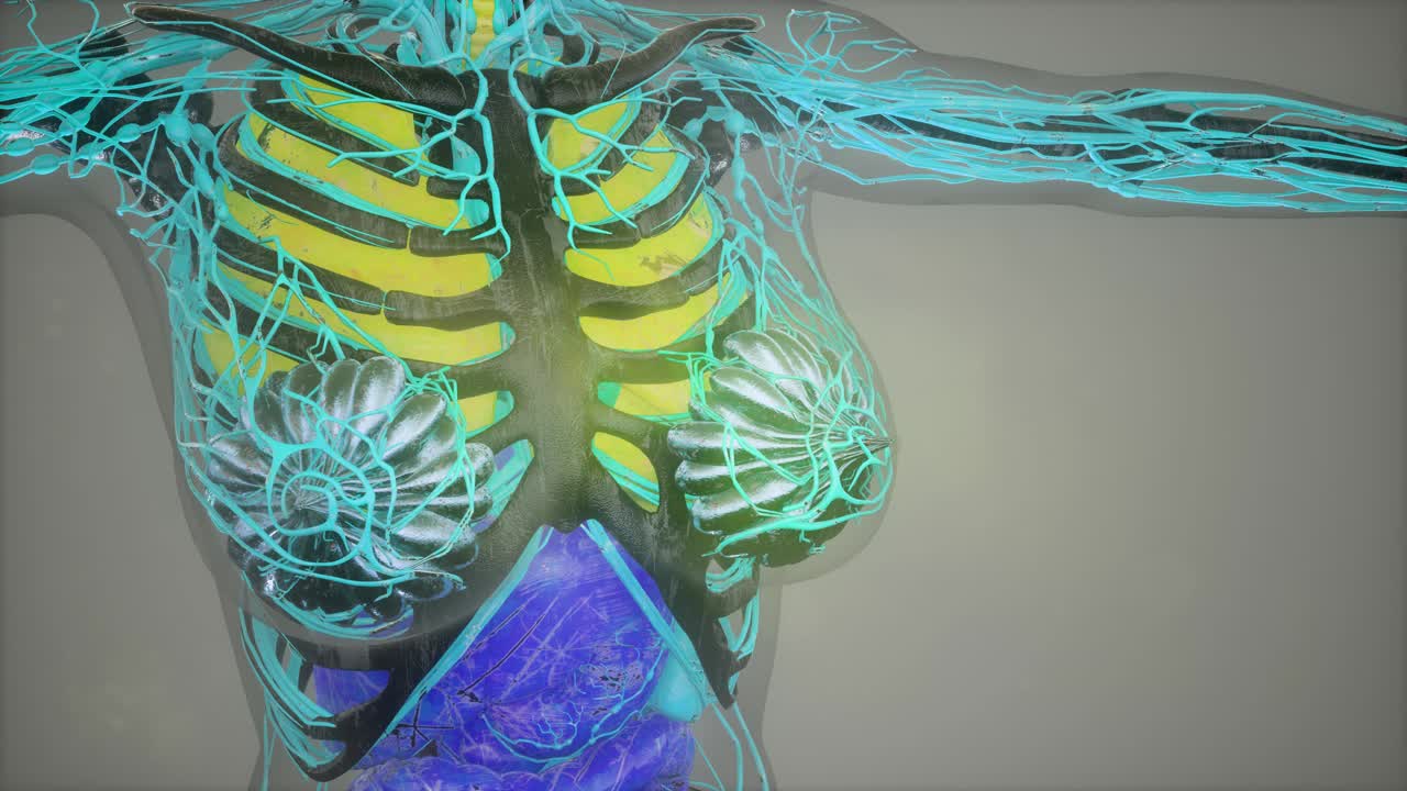 모든 장기를 포함한 인간 해부학 일러스트레이션