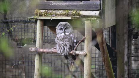 Schöne-Bartkauz,-Die-An-Einem-Windigen-Tag-Aus-Dem-Zoogehege-Auf-Die-Kamera-Blickt