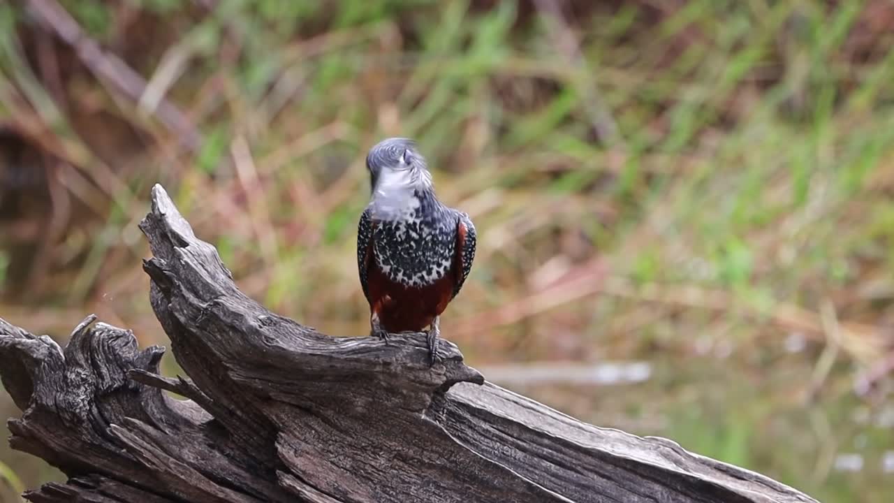Female giant kingfisher on wooden perch scans wetland area, telephoto