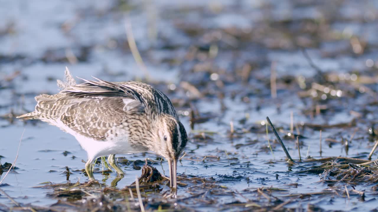 봄 이동 중에 벌레 근접 촬영을 먹는 일반적인 도요새 먹이는 초원 습지를 범람