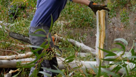 lumberjack working in the forest 4k