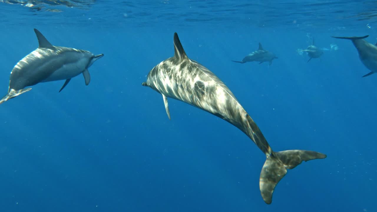 lindos delfines nadando lentamente en hermosas aguas azules brillantes y tranquilas del océano