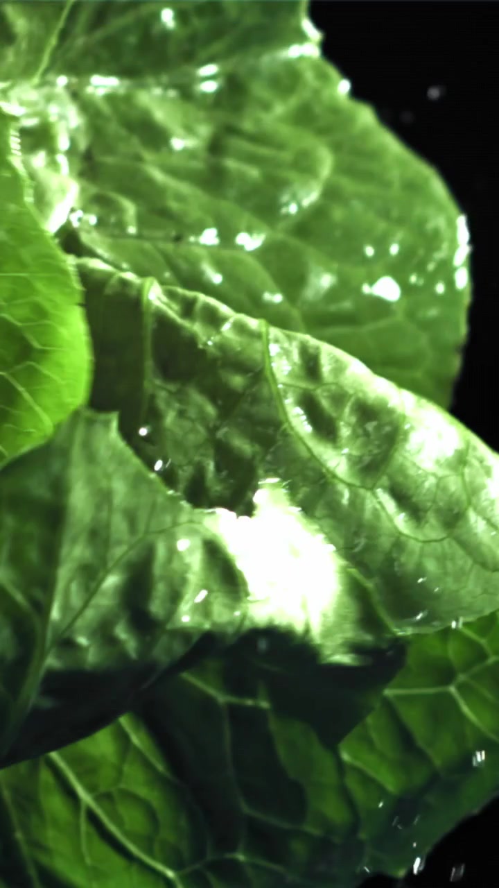Primo piano di foglie di lattuga verde fresca con gocce d'acqua che cadono al rallentatore.