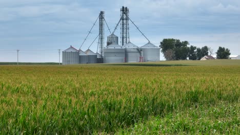 corn field in tassel and reveal of large united states grain elevator