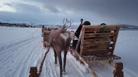 Reindeers-pulling-sleighs-with-tourists-in-snow,-Tromso-region,-Northern-Norway