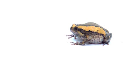 banded bullfrog or asian narrowmouth toads on white screen