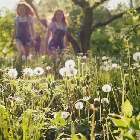 two carefree girls are running around in the field of dandelions 2