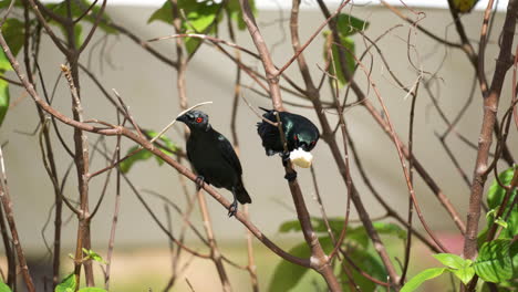 par de estorninos brillantes asiáticos posados en ramitas de arbustos tropicales