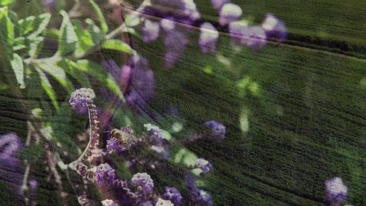 Purple-flowered blossoms shifting and field panning after insect landing, showing pollination link