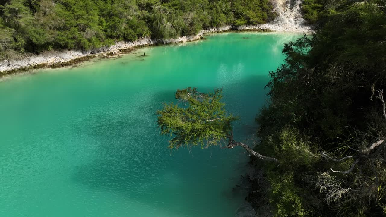 Tree overhanging blue sulfur lake in New Zealand, Rainbow Mountain