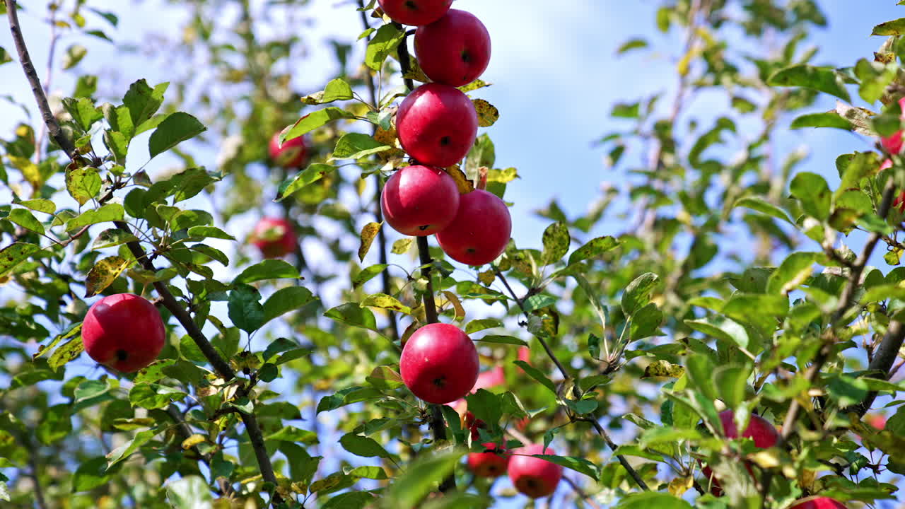 Beautiful red ripe apples growing on the tree. Apple orchard on the harvest season on sunny day. Blue sky backdrop.