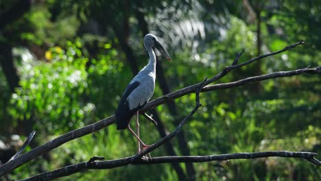 Zoomen-Auf-Einen-Asiatischen-Klaffschnabel-Anastomus-Oscitans,-Der-Still-Auf-Einem-Kahlen-Ast-Mitten-In-Einem-Mangrovenwald-In-Thailand-Steht