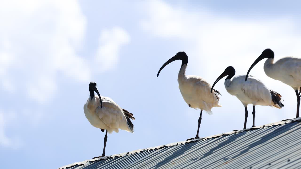 Three ibis birds stand on a rooftop, interacting under bright daylight with a clear blue sky backdrop