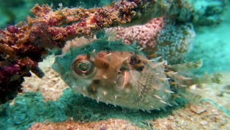 Pequeño-Burrfish-Espinoso-De-Pico-De-Pájaro-Se-Refugia-En-Un-Arrecife-De-Coral-Tropical