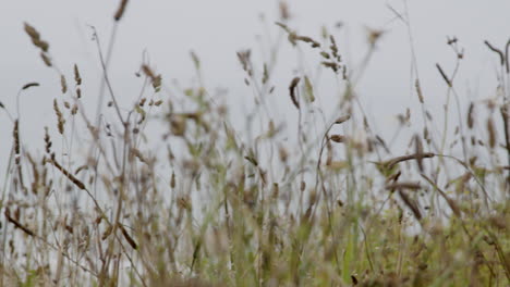 field of tall grass