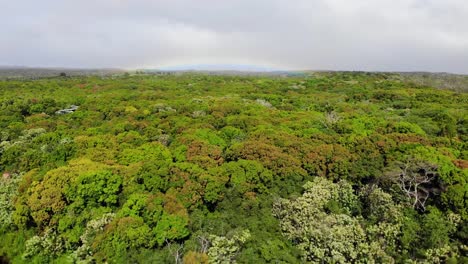 Bosque-Nativo-Cerca-Del-Volcán-Kilauea-En-Campos-De-Lava-Con-Arco-Iris-En-El-Fondo