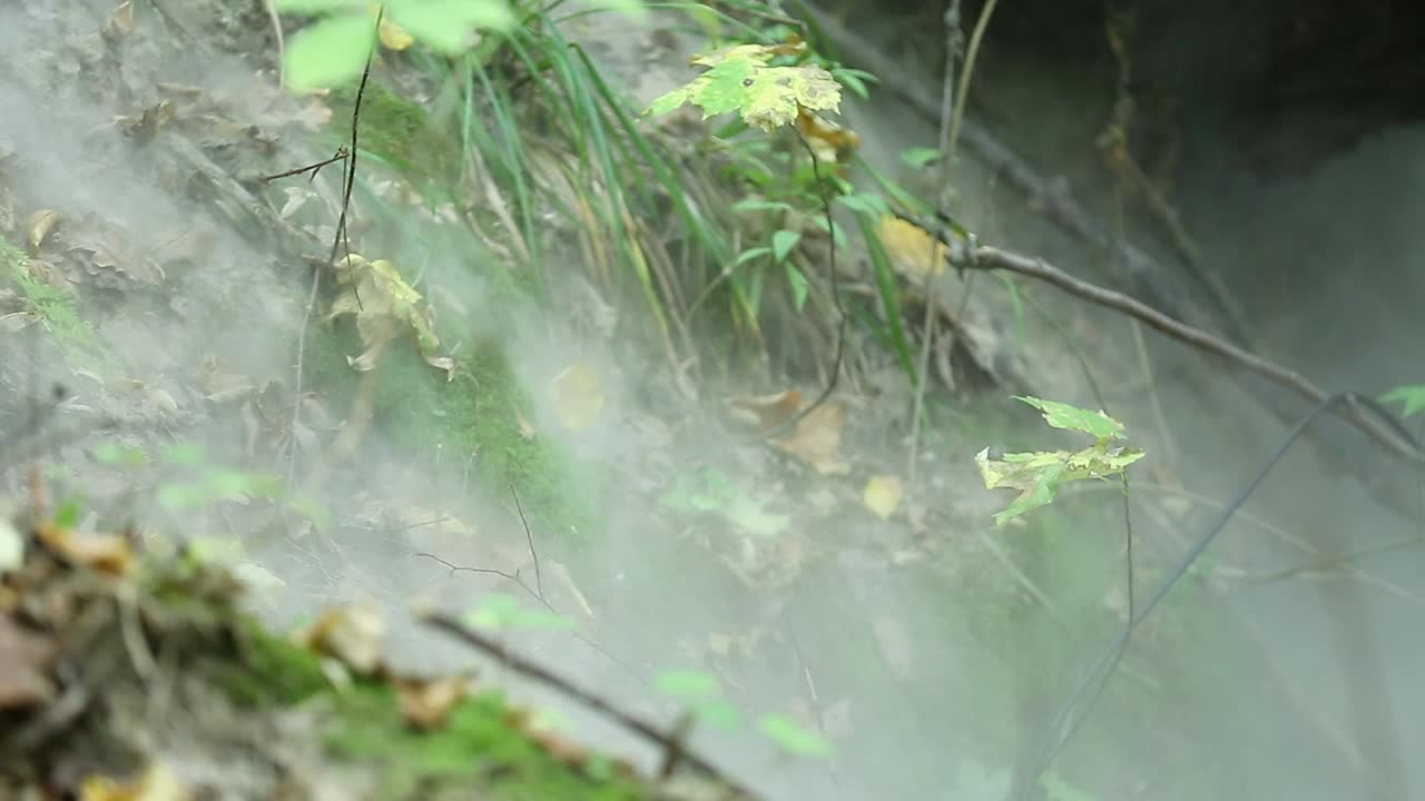 Forest Grass In A Mysterious Fog. Mystic and magic for during summer in the forest