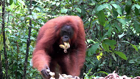 an orangutan gathers bananas at a feeding station and leaves