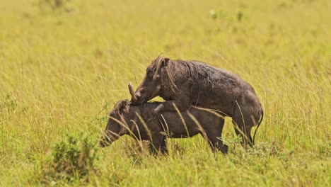 Jabalíes-Que-Se-Aparean-En-Pastizales-De-Hierba-Alta-Entre-La-Vegetación-De-La-Naturaleza,-Fauna-Africana-En-La-Reserva-Nacional-De-Masai-Mara,-Kenia,-Animales-De-Safari-En-áfrica-En-La-Conservación-Del-Norte-De-Masai-Mara