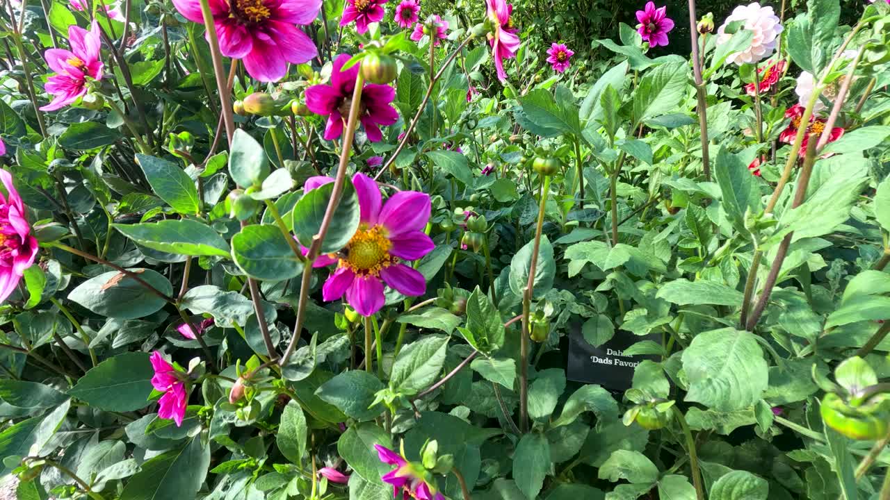 A bee lands on a vibrant pink dahlia, gathering nectar amid lush green foliage in bright natural daylight. Subtle camera movement follows the bee’s activity