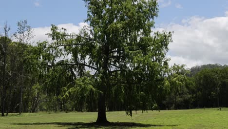 Time-lapse of trees and sky in a serene park