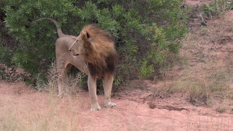 Männliche-Löwengebietsmarkierung-Im-Afrikanischen-Wildnispark