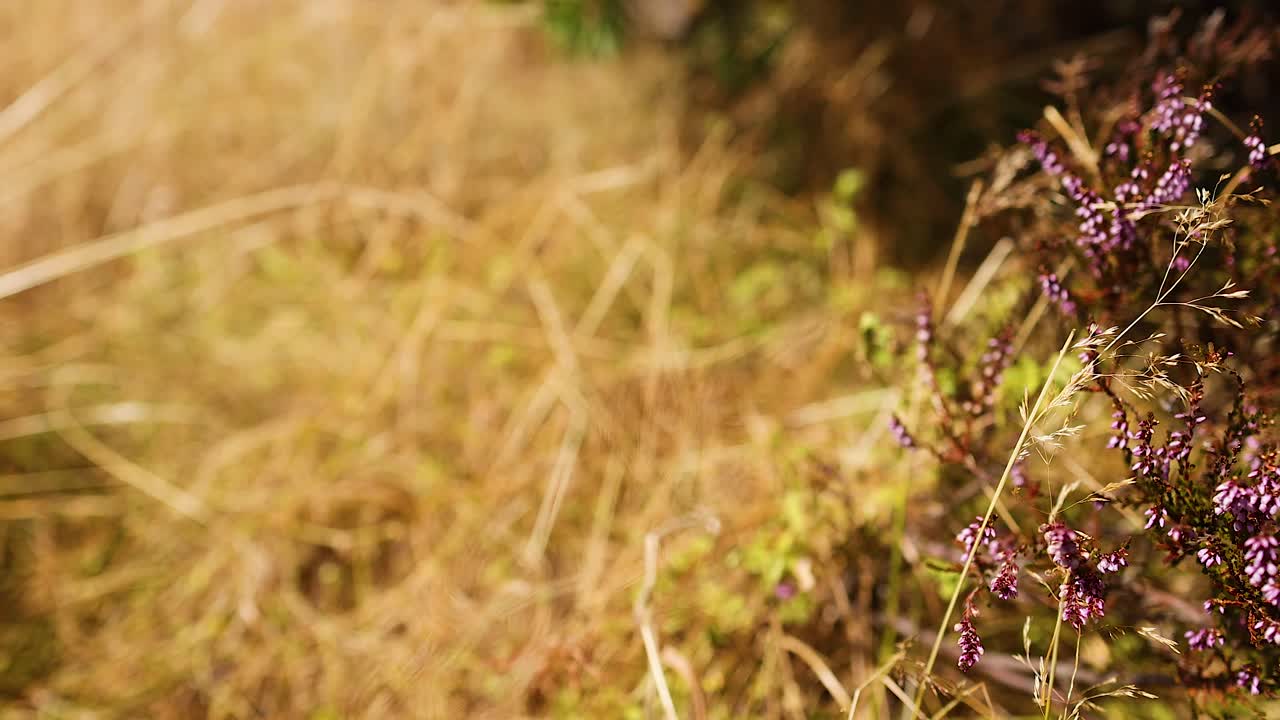 un primer plano de una planta en edimburgo, escocia