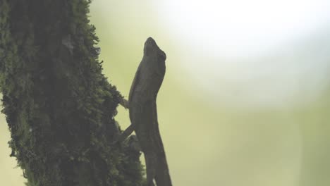 anolis marrón comiendo musgo en la rama de un ciprés con pantalla de ventilador de garganta roja