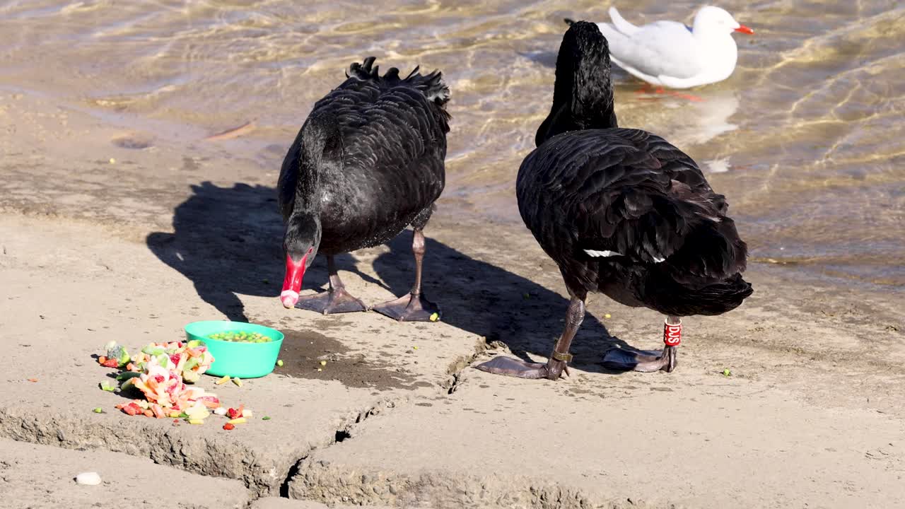 두 마리의 검은 백조가 운하 에서 먹고 있다