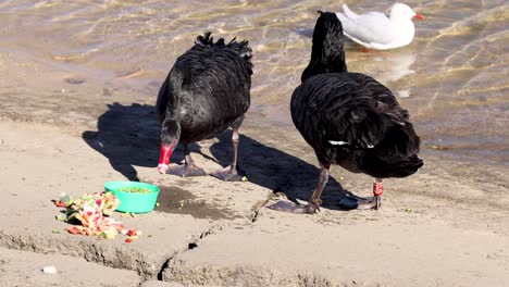 dos cisnes negros comiendo junto a un canal