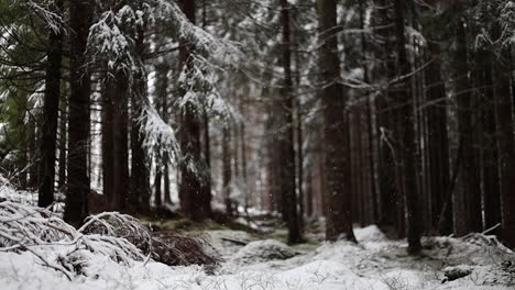 Nevando-En-El-Bosque-A-Cámara-Lenta