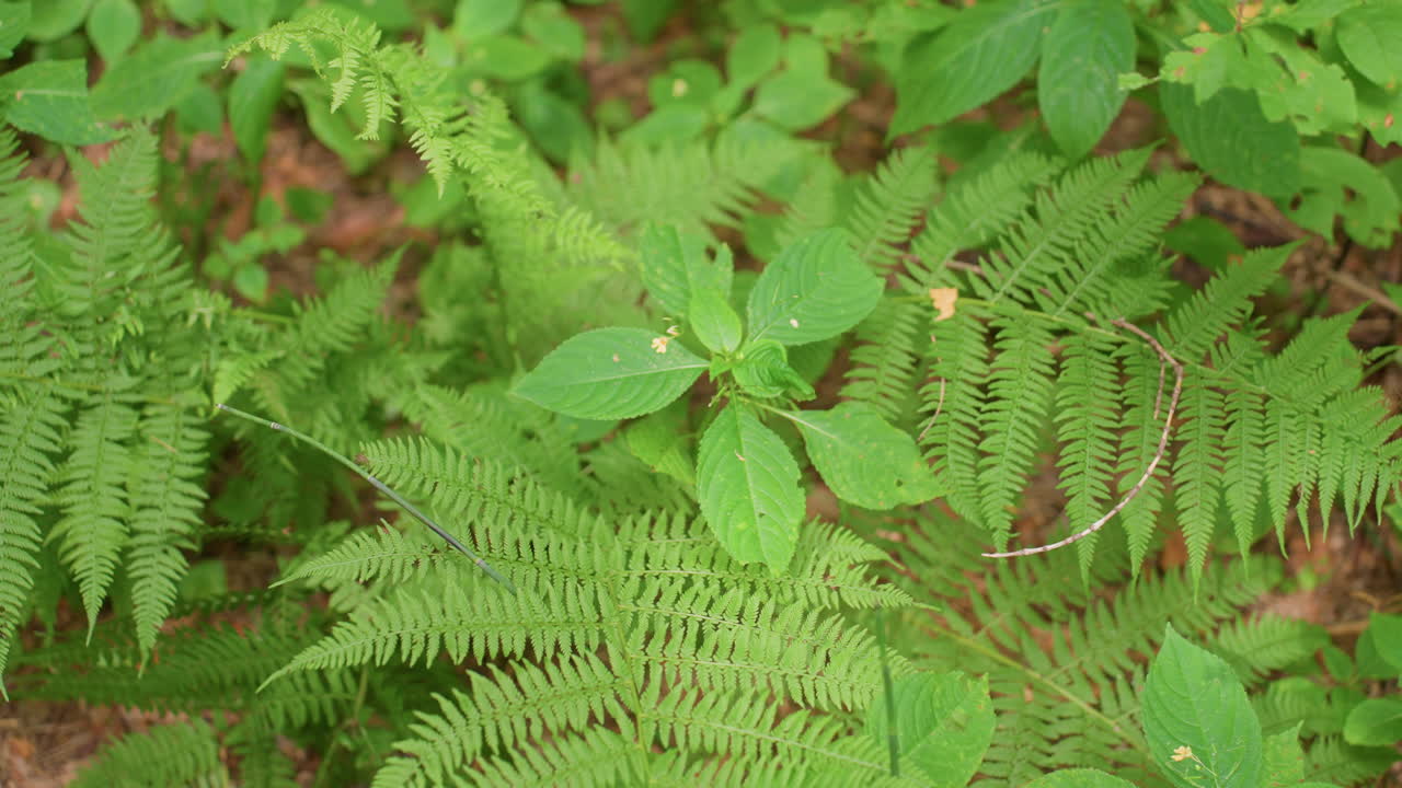 Aerial view of lush wild vegetation with fern leaves and small flowers in forest, natural sunlight highlighting green textures, creating calm organic composition with peaceful atmosphere