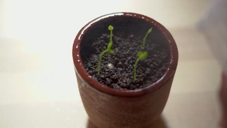 a close-up of watering four newly grown herbs, the camera rotates