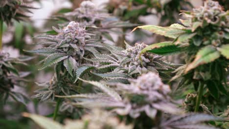 toma de plantas de cannabis que crecen en una carpa de cultivo durante la etapa de floración