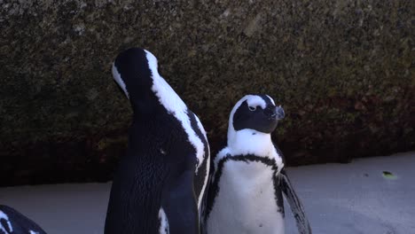 Two-penguins-grooming-themselves,-Cape-Town-,-South-Africa