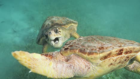 loggerhead sea turtles fighting in wild caribbean blue ocean