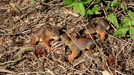 young beautiful red squirrels playing in park on ground