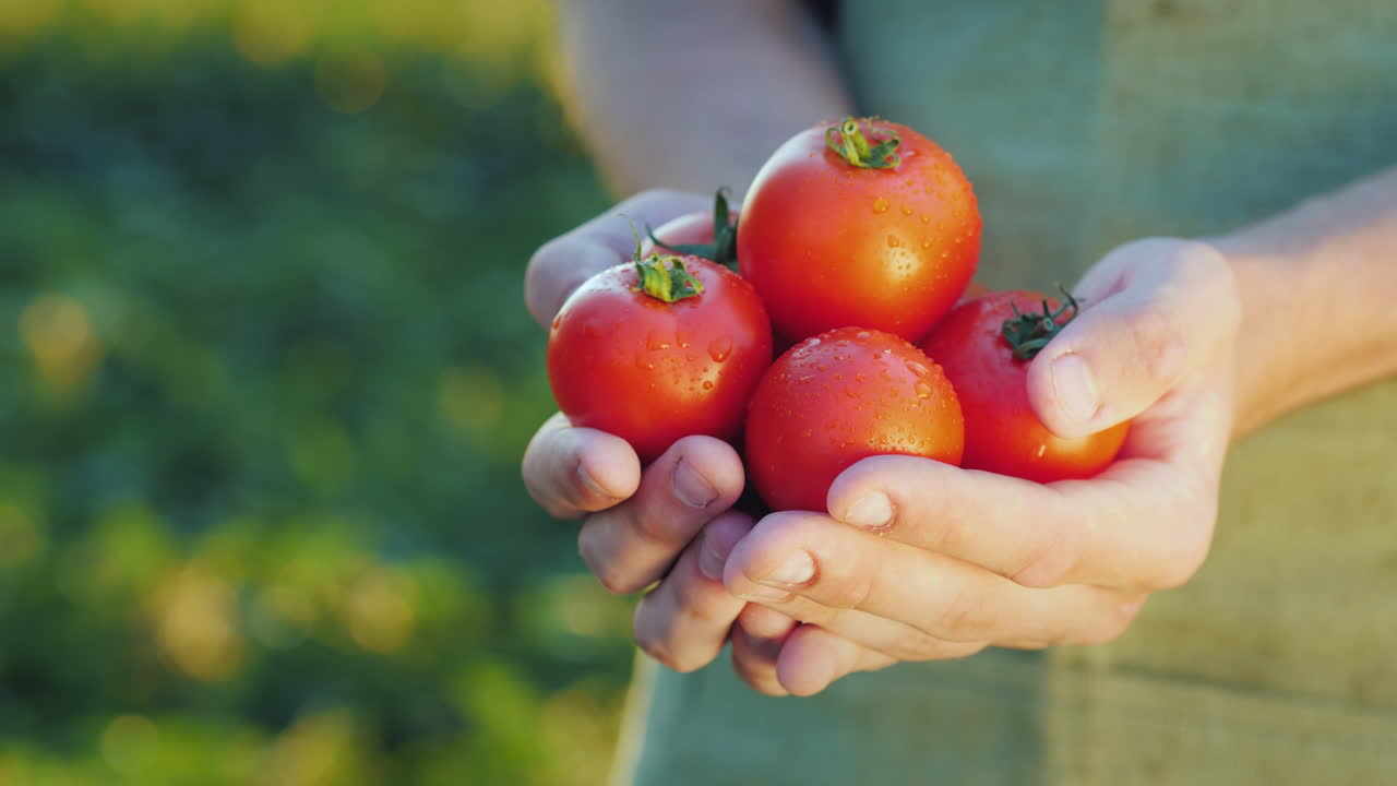 농부의 손에는 농업에서 육즙이 많은 붉은 토마토 신선한 야채가 들어 있습니다.