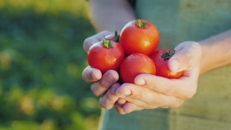 Las-Manos-Del-Agricultor-Sostienen-Jugosos-Tomates-Rojos-Vegetales-Frescos-De-La-Agricultura