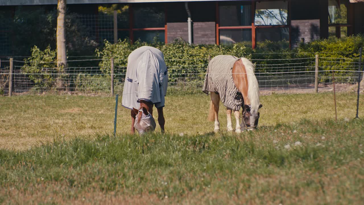 Two horses animals livestock are grazing outside on a sunny day with filmic digital film look style