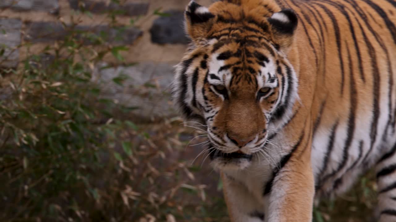 Close-up shots of a majestic tiger