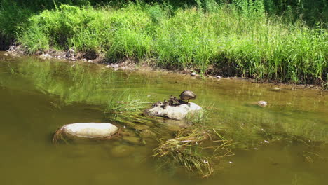 AERIAL:-Rotating-Shot-of-Family-of-Ducks-Sitting-on-the-River-Rock-near-the-River-Shore