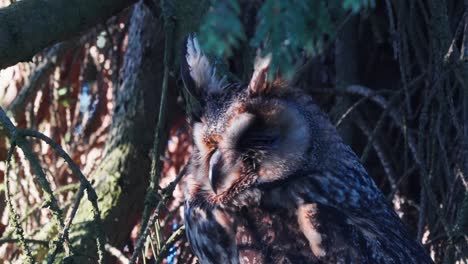 Close-Up-of-Eurasian-Eagle-Owl-on-Tree-Branch-Resting-on-Sunlight