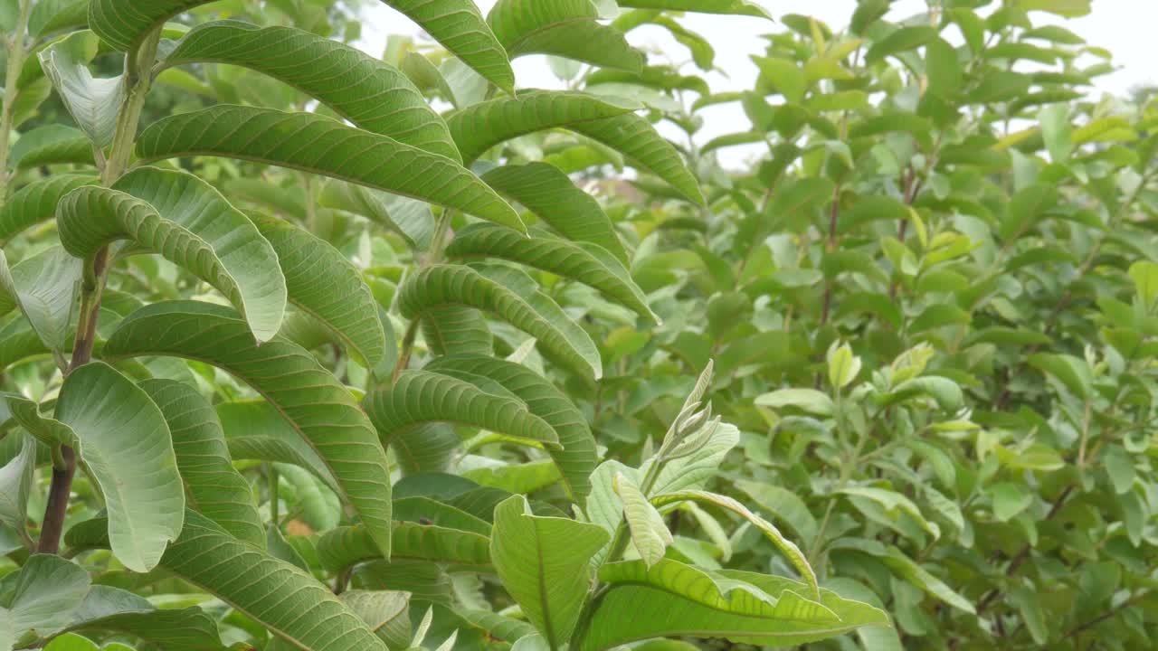 yemas de hojas de guayaba, uno de los remedios naturales para el dolor abdominal sin efectos secundarios al masticar directamente